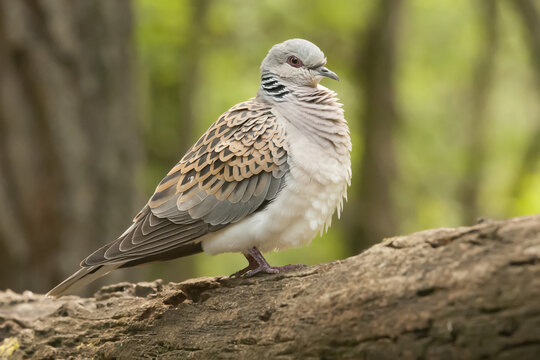 Turtle dove (Streptopelia turtur) perched on a tree branch, Bences Hide; Pusztaszer, Hungary