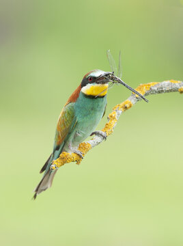 European bee-eater (Merops apiaster) perched on a branch with an insect in it's mouth; Pusztaszer, Hungary