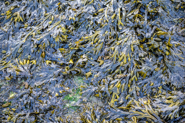 Close-up of primarily Fucus vesiculosus or bladder wrack, black tang seaweed