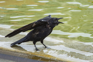 Black bird cawing while standing on the edge of a water feature in a city park; Bellevue, Washington, United States of America