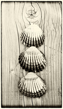 Three shells on piece of wood