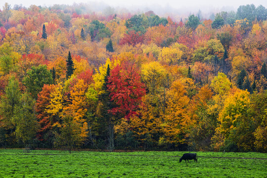 A cow grazing in a lush grass field with vibrant, colourful autumn foliage in the forest; Fulford, Quebec, Canada