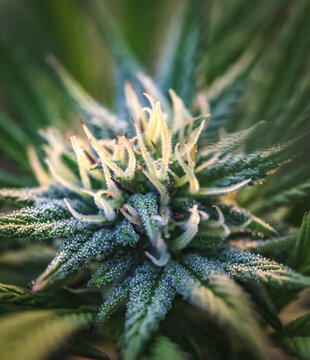 Close-up of a maturing cannabis plant and flower with visible trichomes; Marina, California, United States of America