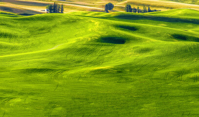 Bright green grass field on rolling hills; The Palouse, Washington, United States of America