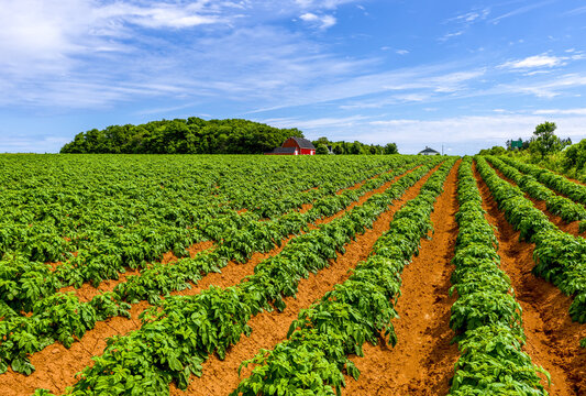 Potatoes growing in a field; Prince Edward Island, Canada