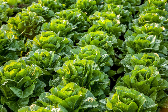 Crop of romaine lettuce growing in a field; Nova Scotia, Canada