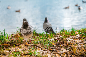 Pigeons at the pond in the autumn park