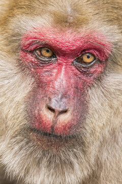 Close-up face shot of a female Stump-tailed macaque (Macaca arctoides); Chiangrai, Chaing Rai, Thailand