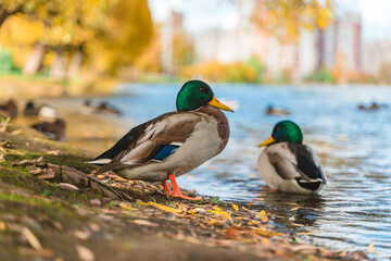 Ducks by the lake in a beautiful autumn park