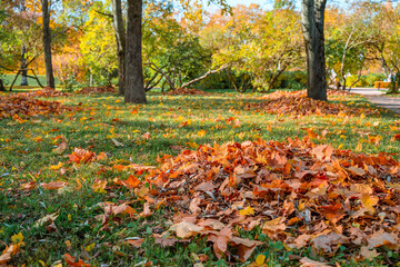 Collected pile of dry autumn leaves, cleaning of the territory