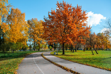 Fototapeta na wymiar Beautiful autumn park. Panorama of the city park in sunny weather