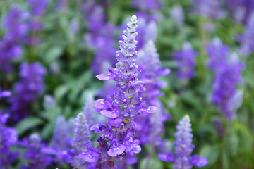 Closeup of Stunning Lavender Flowers Blooming in the Field