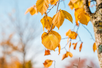 Yellow autumn leaves on a blue sky background