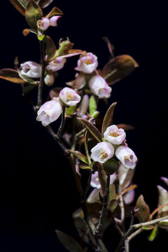 Common Wintergreen (Pyrola minor) plant with flowers on black background