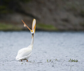 American white pelican (Pelecanus erythrorhynchos) standing in water and looking up with mouth wide open; United States of America