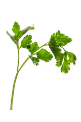 a sprig of parsley isolated, png file
