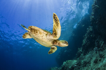 A young Green sea turtle (Chelonia mydas) swims down to reef after taking a break at the surface; Makena, Maui, Hawaii, United States of America