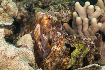Hawaiian Day octopus (Octopus cyanea); Wailea, Maui, Hawaii, United States of America