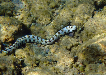 Obraz na płótnie Canvas Moray eel fish – Snowflake Moray, scientific name is Echidna nebulosa, it inhabits coral reefs and is nocturnal predator, Red Sea, Sinai, Middle East