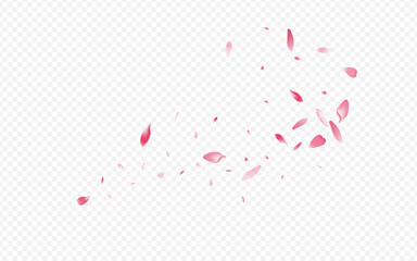 Light Rose Vector Transparent Background. © Natallia