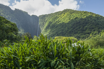 White ginger lily (Hedychium coronarium) in the foreground at Hi'ilawe Falls, Waipio Valley, Hamakua Coast near Honokaa; Island of Hawaii, Hawaii, United States of America