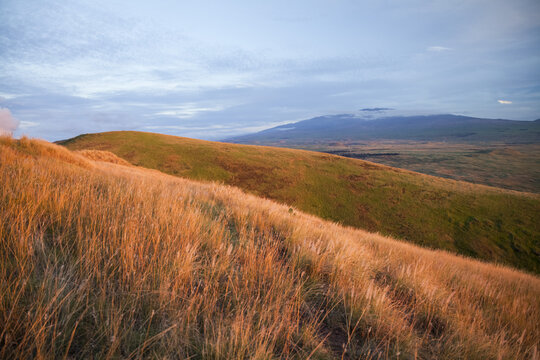 Grass and wildflowers on the slopes of Kohala Mountain with Mauna Kea in the distance; Island of Hawaii, Hawaii, United States of America