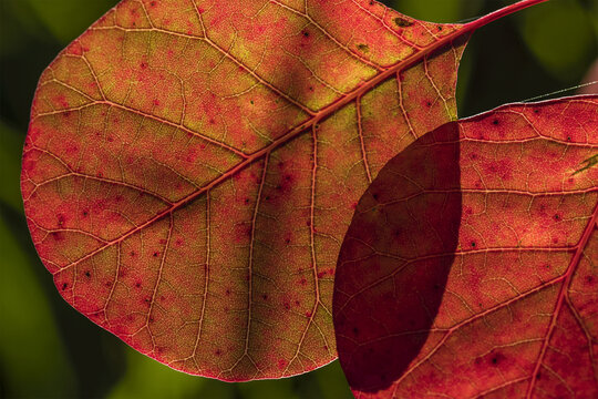 Smoketree leaves glow with sunlight; Astoria, Oregon, United States of America