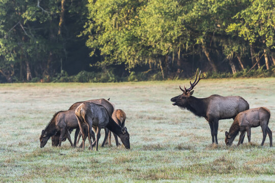 A herd of Roosevelt Elk (Cervus canadensis roosevelti) enjoying the morning at Jewell Meadows Wildlife Area; Jewell, Oregon, United States of America