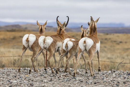 Four Pronghorn (Antilocapra americana) standing in a row on a gravel roadside showing their white rears; Custer, South Dakota, United States of America