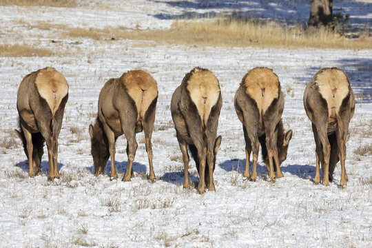 Five cow elk (Cervus canadensis) grazing in the light snow-covered field standing in a row with their white rears showing; Steamboat Springs, Colorado, United States of America