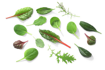 Microgreens or baby greens: Chard, Tat soi, Pak choi, Mizuna, Spinach. Top view isolated png