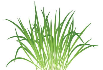 Green vegetation. Spring realistic meadow grass blades