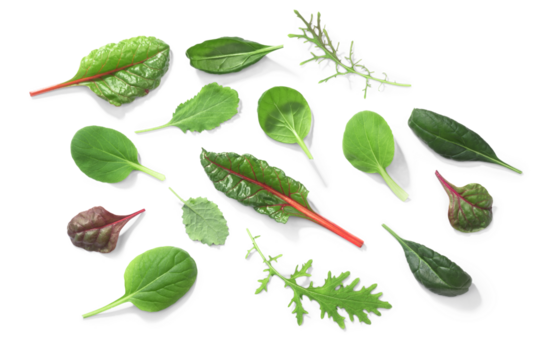Microgreens or baby greens: Chard, Tat soi, Pak choi, Mizuna, Spinach. Top view isolated png