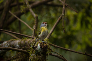 Good News. New year concept. Rufous-browed peppershrike singing.
