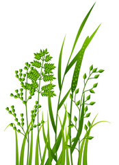 Fototapeta na wymiar Fresh green grass. Meadow herbs. Realistic plants