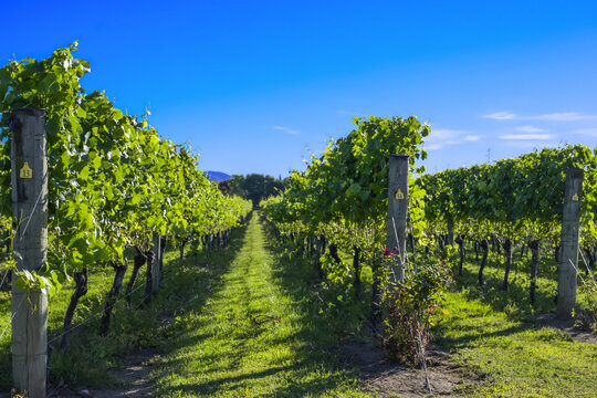 Grapevines with lush, green foliage and a blue sky; Martinborough, Wairarapa District, Wellington Region, New Zealand