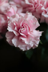 Pink roses on a dark background, French variety