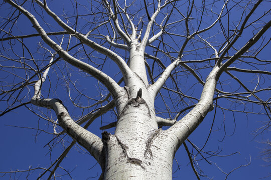Low angle view of a leafless birch tree against a blue sky; Limehouse, Ontario, Canada