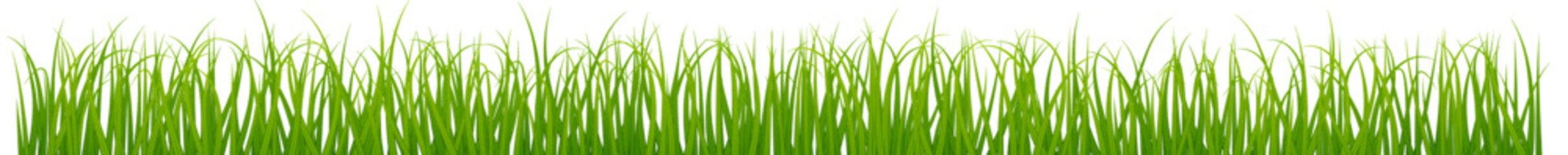 Green lawn border with realistic growing grass blades