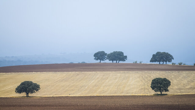 Farmland with trees interspersed and overcast sky; Salobre, Albacete Province, Spain