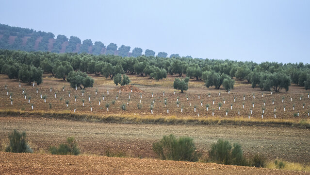 Olive farm on a hillside; Vianos, Albacete Province, Spain