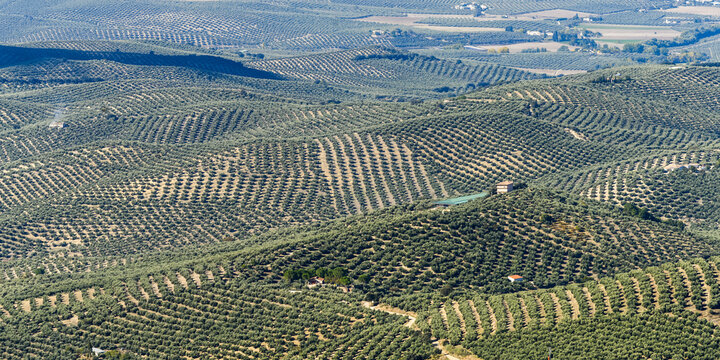 Olive farms; Vianos, Albacete Province, Spain