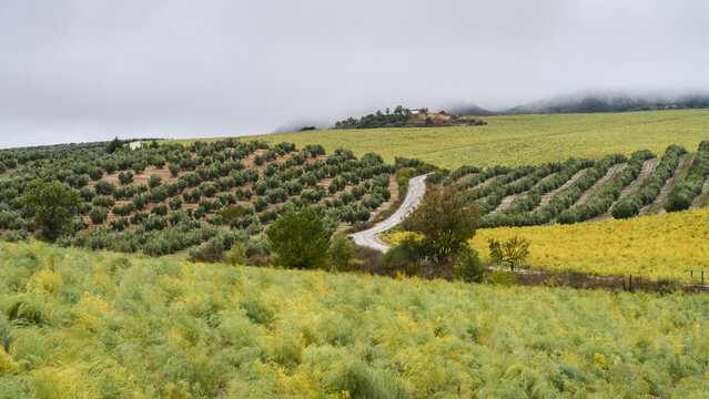 Olive farm; Spain