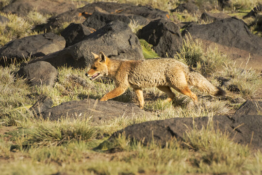 A Patagonian fox (Lycalopex griseus) is running across the image from right to left in the warm light of a late afternoon; Mendoza, Argentina