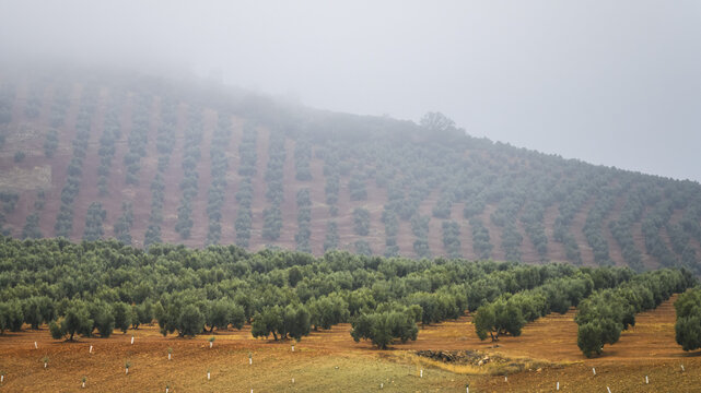 Olive farm on a foggy hillside; Vianos, Albacete Province, Spain
