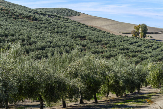 Olive farm on a hillside; Vianos, Albacete Province, Spain