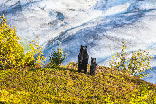 Black Bears in Kenai Fjords National Park, Alaska, USA