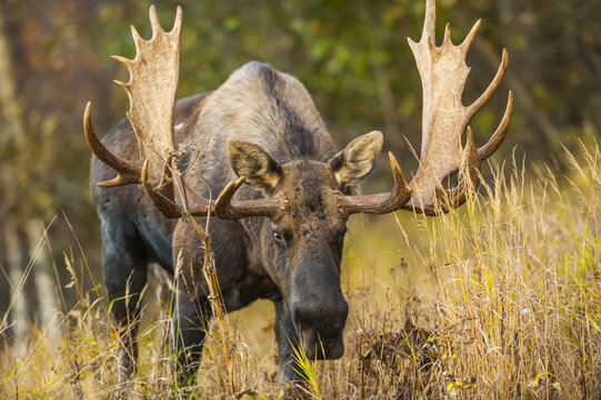A bull moose (Alces alces) in rut in tall grass in Kincade Park on a sunny fall afternoon; Anchorage, Alaska, United States of America