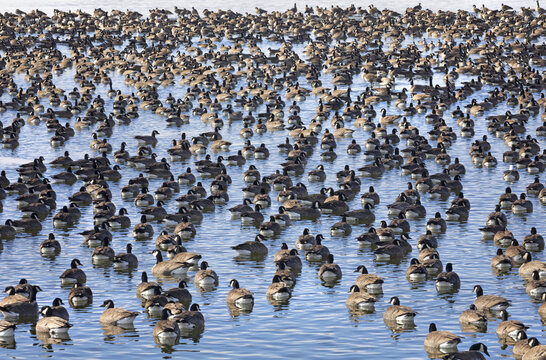 A large flock of Canada geese (Branta canadensis) on water; Fort Collins, Colorado, United States of America