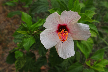 Hibiskus, Blüte, Blume © Sambucca Mai